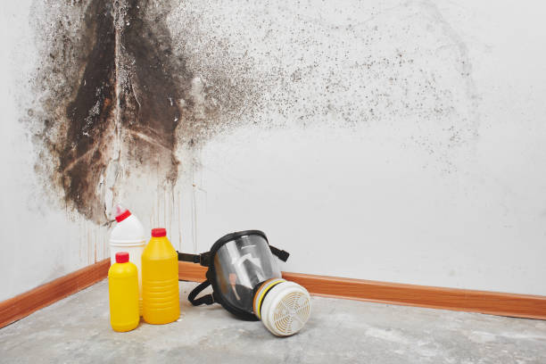 Best Certified Mold Removal  in Shackle Island, TN