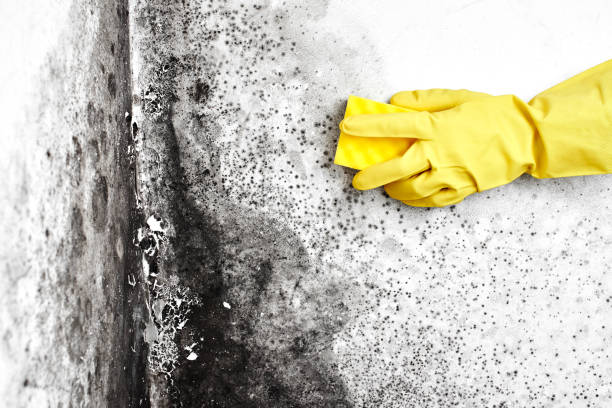 Best Residential Mold Removal  in Shackle Island, TN