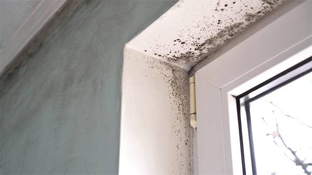 Best Mold Remediation Experts  in Shackle Island, TN
