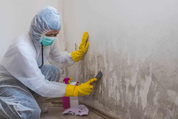Best Mold Testing  in Shackle Island, TN