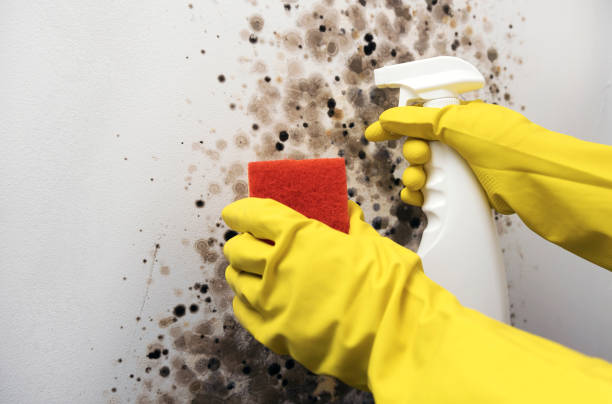 Mold Removal Process in Shackle Island, TN