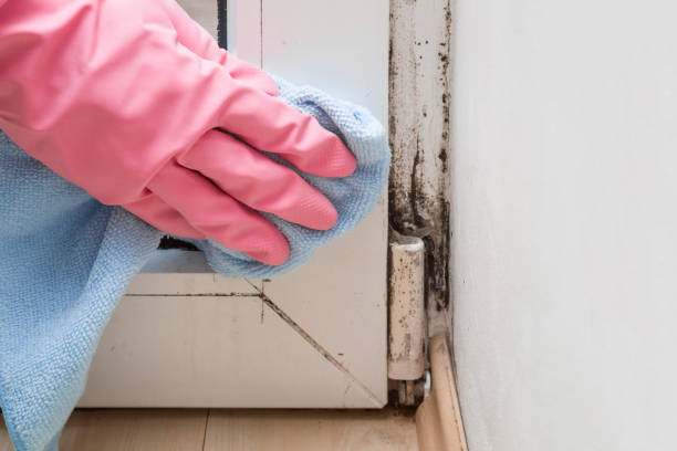 Shackle Island, TN Mold Removal Company