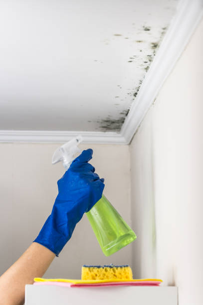 Best Emergency Mold Removal  in Shackle Island, TN
