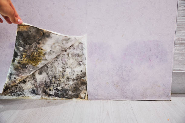 Best Mold Cleaning Services  in Shackle Island, TN